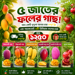 ৫ পিস বিদেশী আমের চারা