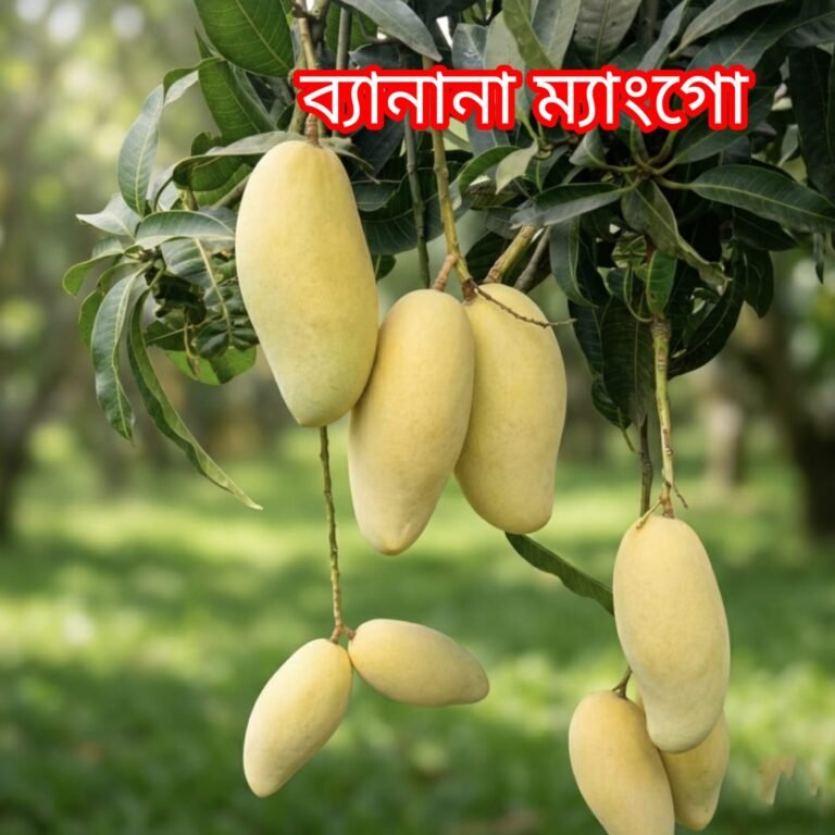 ব্যানানা ম্যাংগো