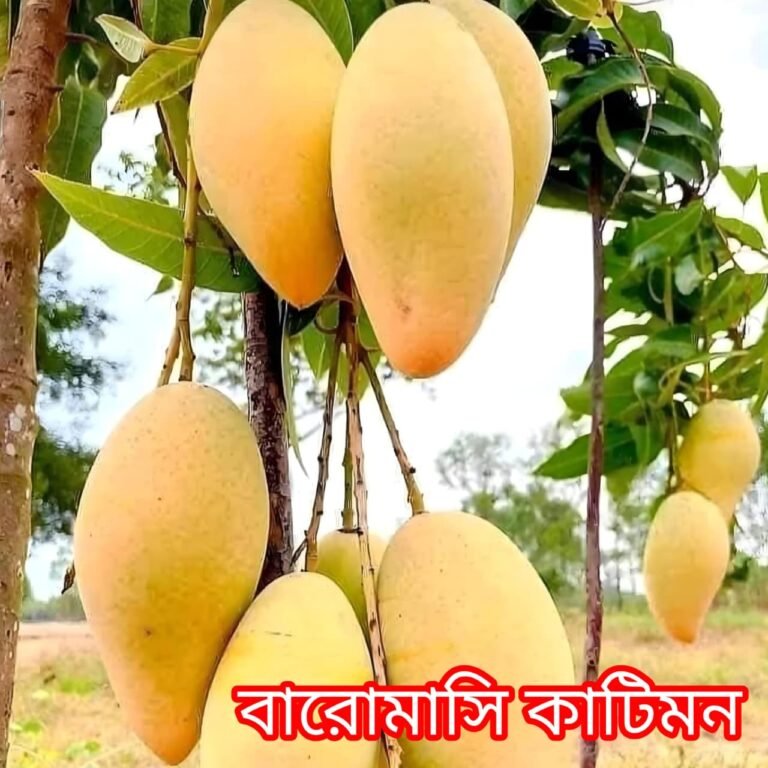 বারোমাসি থাই কাটিমন