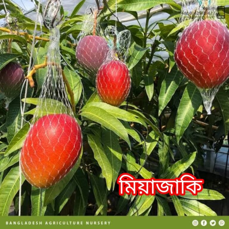 মিয়াজাকি