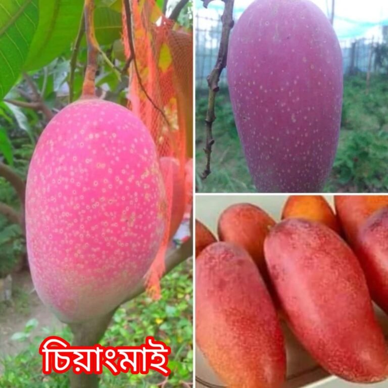 চিয়াংমাই